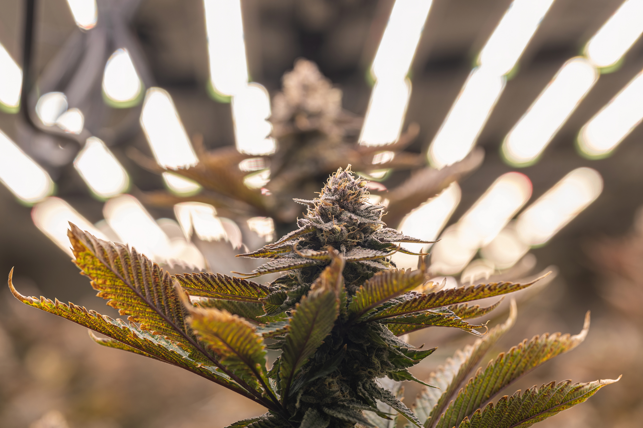 Holiday Cannabis Deals at The Heirloom Collective: Green Wednesday, Thanksgiving, & Black Friday Specials